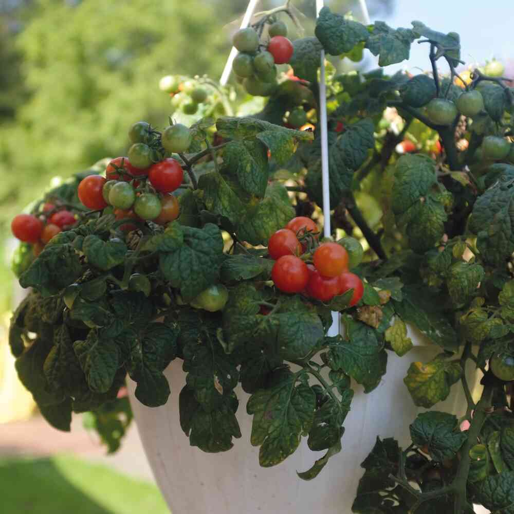 Ampeltomat 'Cherry Falls'