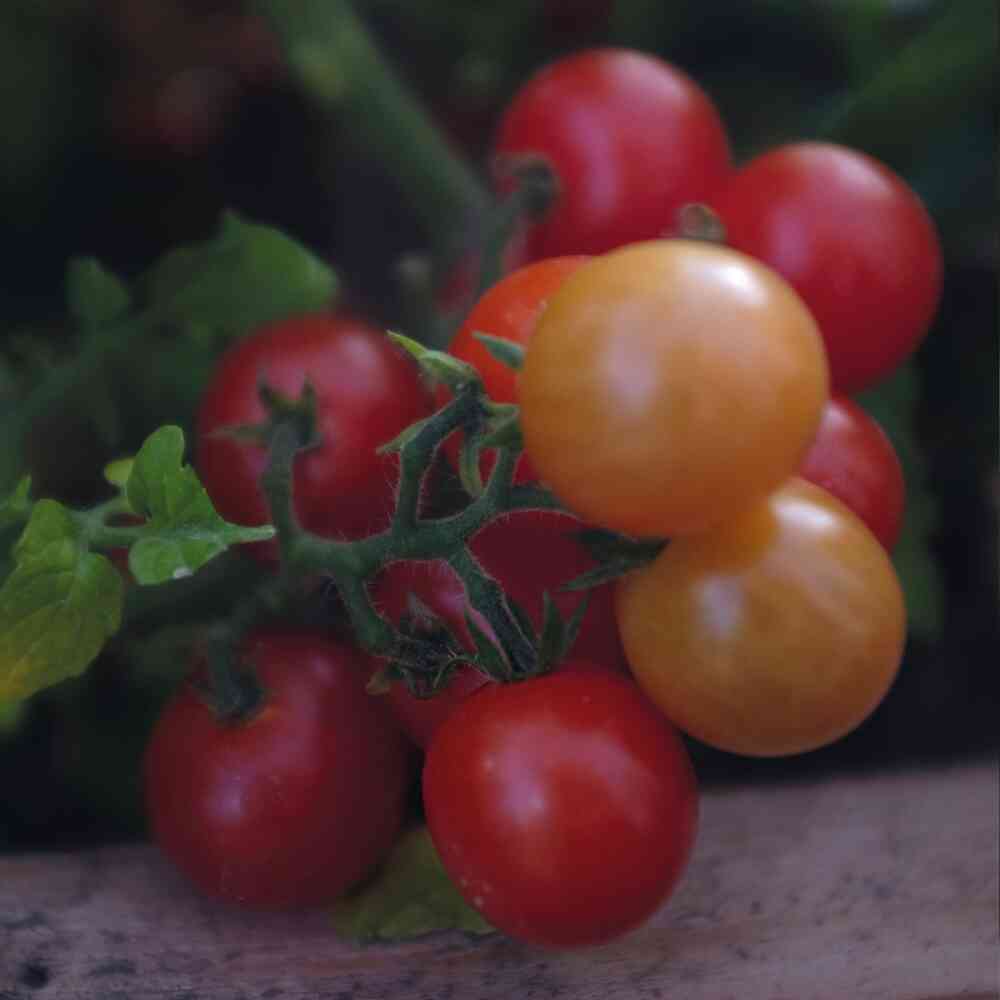 Kruktomat 'Veranda Red' F1