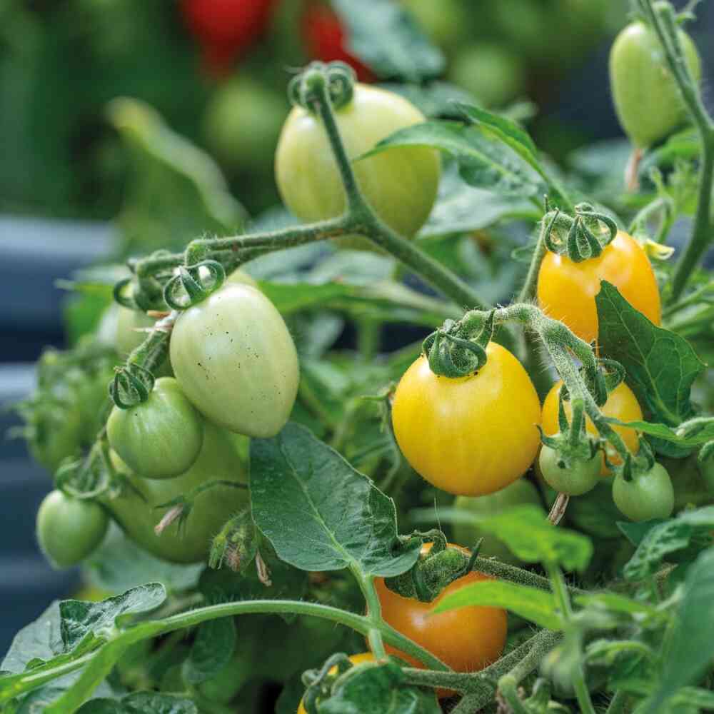 Kruktomat 'Funnyplums Orange' F1