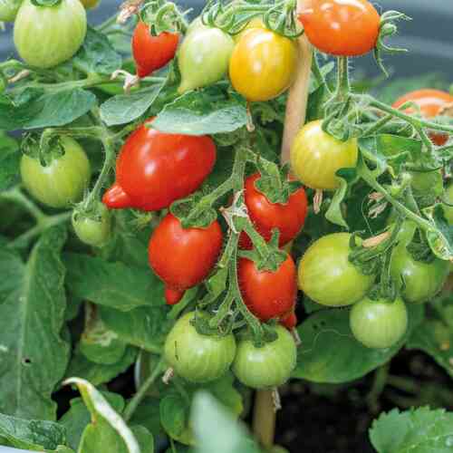 Kruktomat 'Funnyplums Red' F1