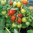 Kruktomat 'Funnyplums Red' F1