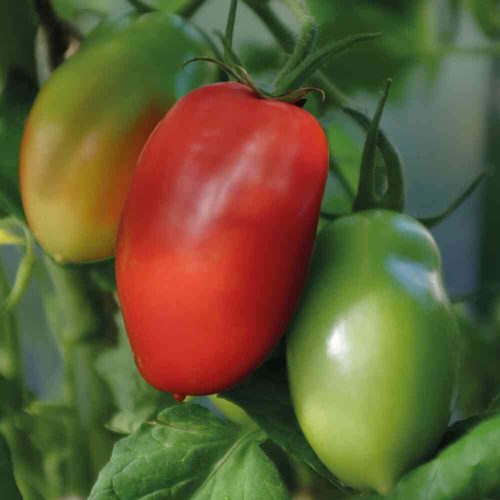 Pensastomaatti 'Ranger' F1