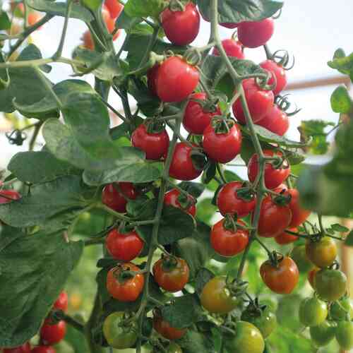Kirsikkatomaatti 'Lovertino' F1