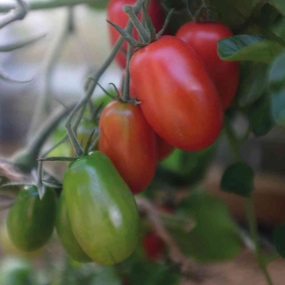 Tomat 'Ravello' F1