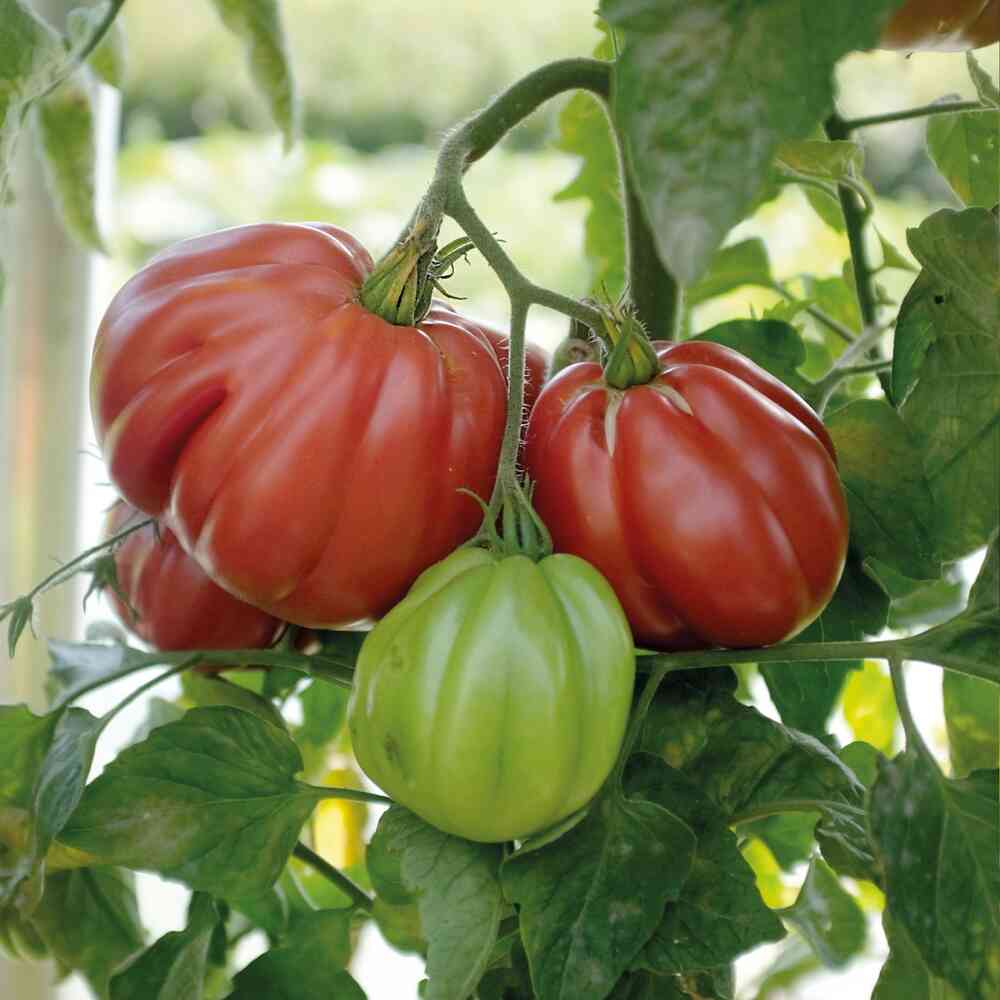 Tomat 'Liguria'