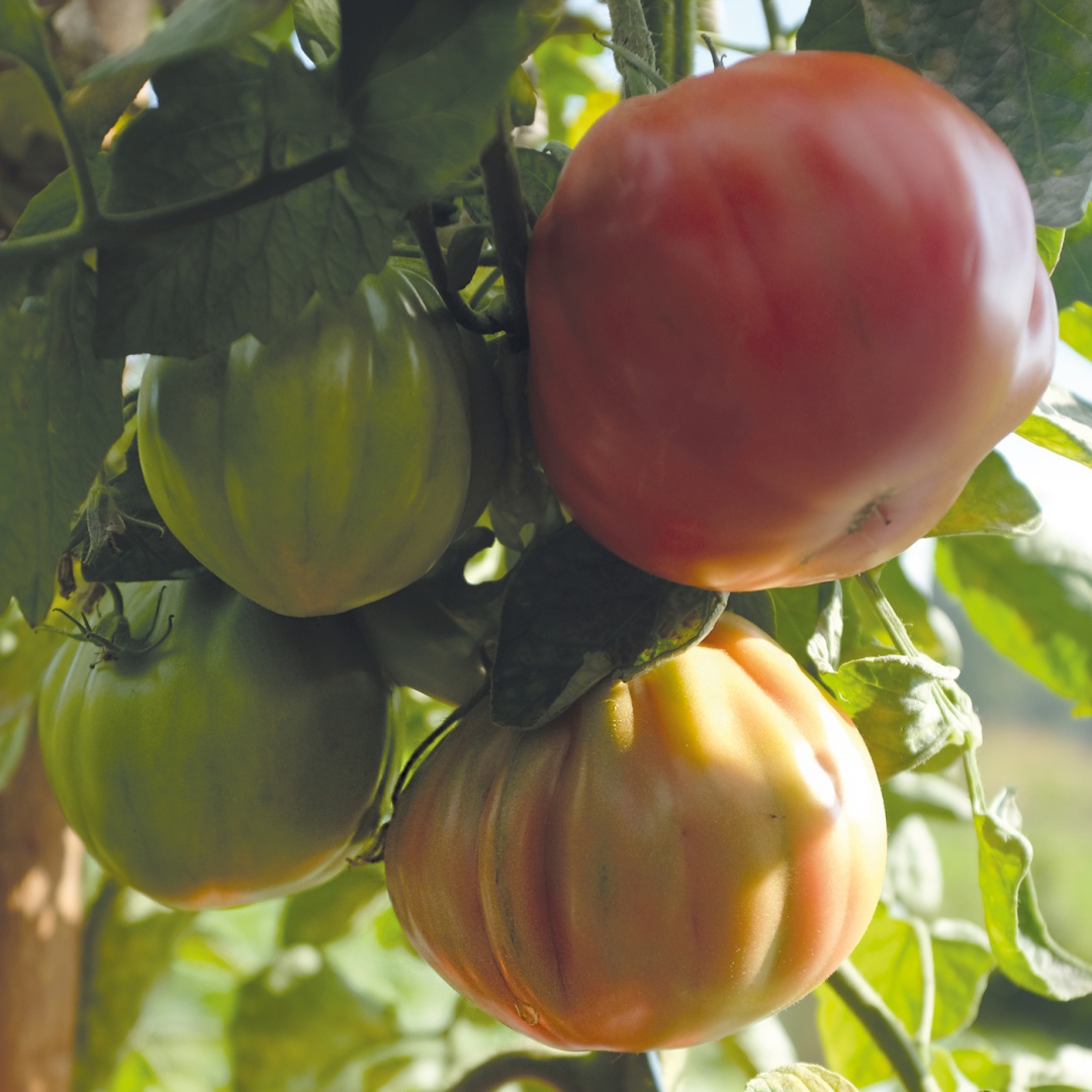 Tomat 'Liguria'