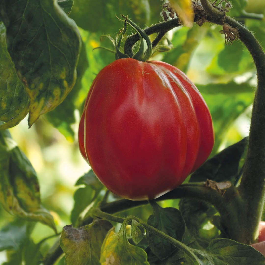 Tomat 'Liguria'