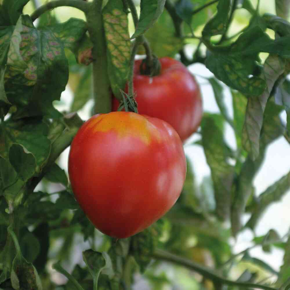 Tomat 'Coeur de Boeuf'