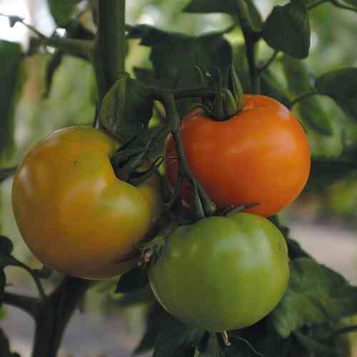 Pihvitomaatti XL 'Orange Wellington' F1