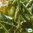 LUOMU Soijapapu 'Edamame Green Shell'
