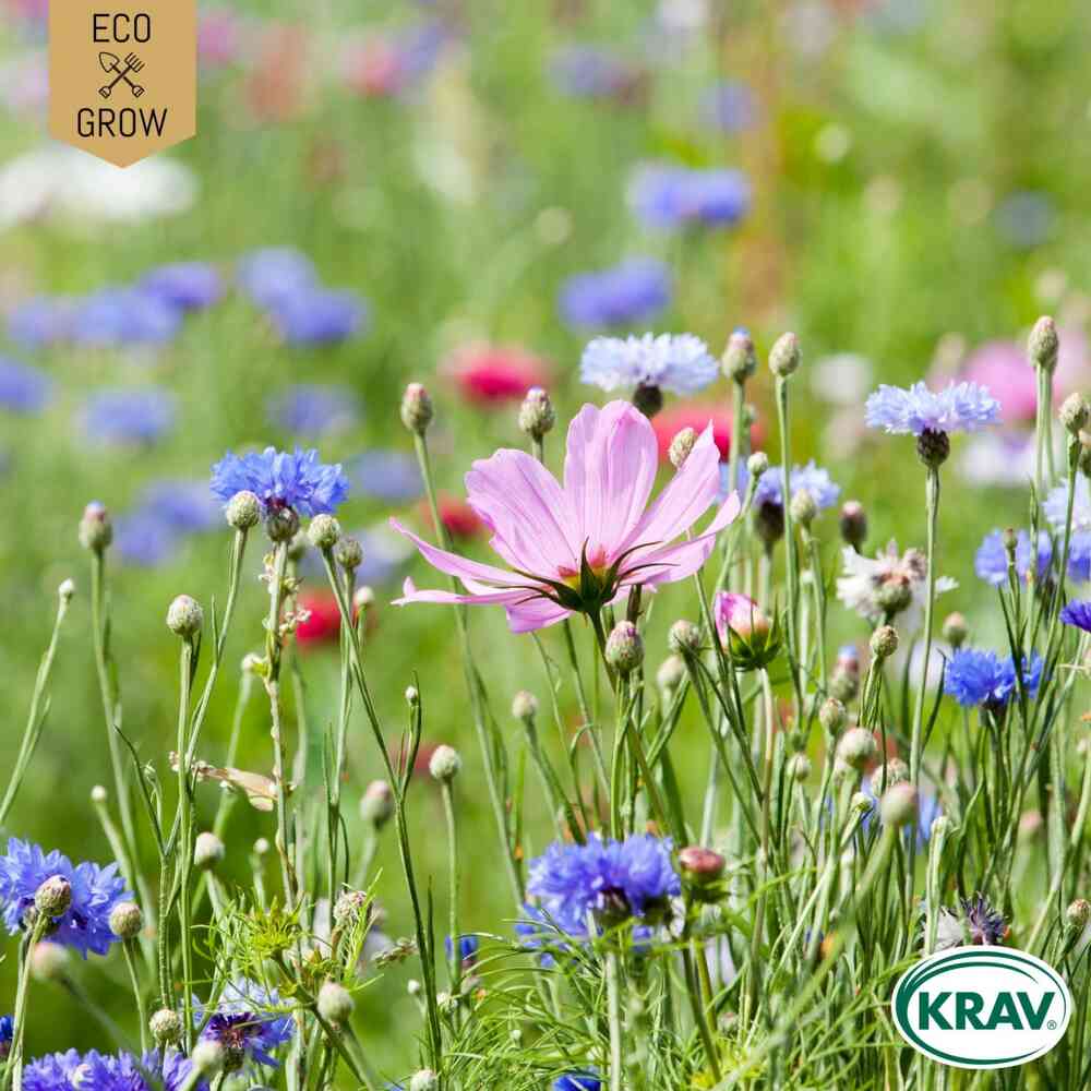 EKO Bukettmix 'Pastel Color Mix'