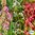 LUOMU Viherlannoitusseos 'Aftercrop Mixture'