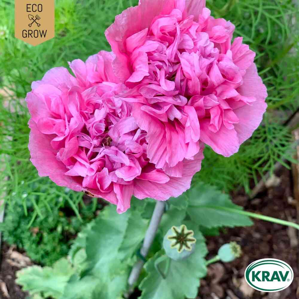 EKO Pionvallmo 'Carnation Rose'
