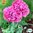 EKO Pionvallmo 'Carnation Rose'
