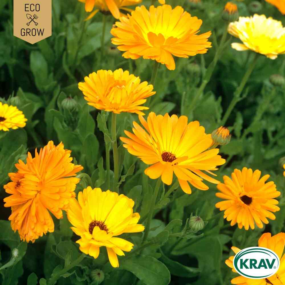 EKO Ringblomma 'Pot Marigold Mix'