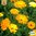 LUOMU Kehäkukka 'Pot Marigold Mix'