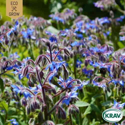 LUOMU Kurkkuyrtti 'Borage Common'