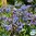 LUOMU Kurkkuyrtti 'Borage Common'