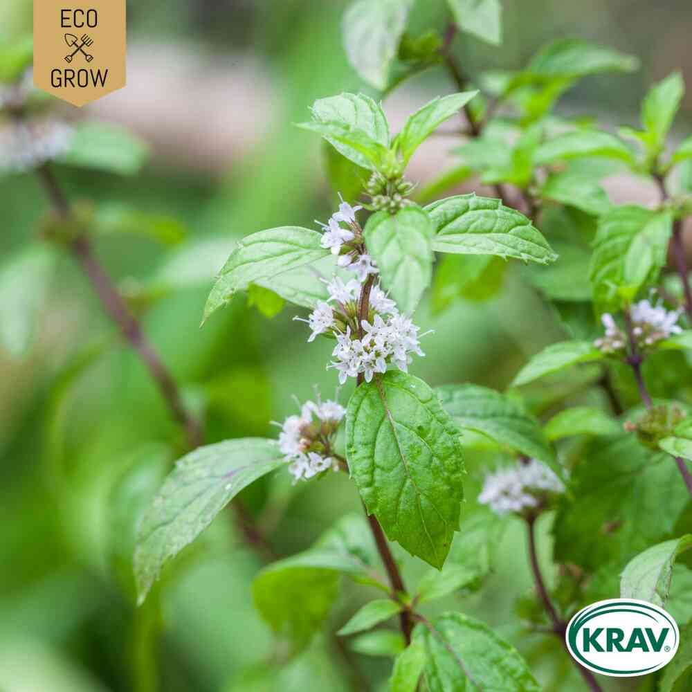 EKO Mynta 'Rotundifolia'