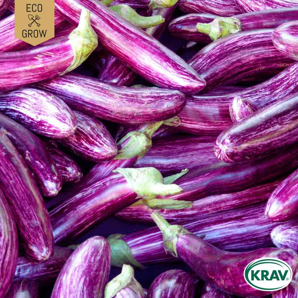 EKO Aubergine 'Listada de Gandia'