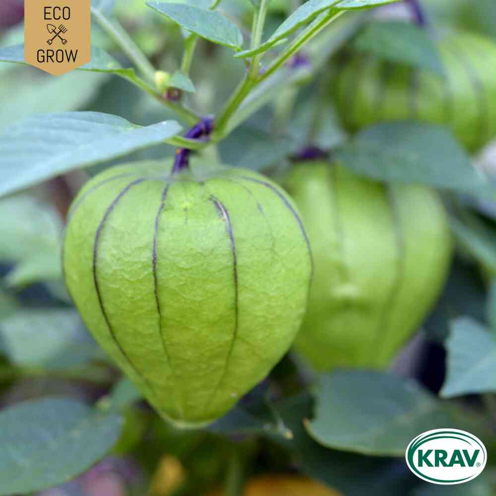 EKO Tomatillo 'Purple'
