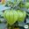 EKO Tomatillo 'Purple'