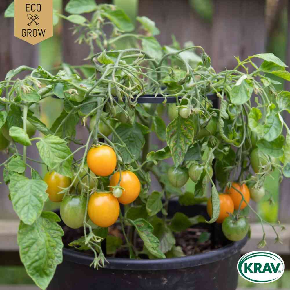 EKO Busktomat 'Ida Gold'
