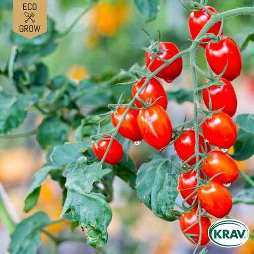 LUOMU Kirsikkatomaatti 'Red Cherry'