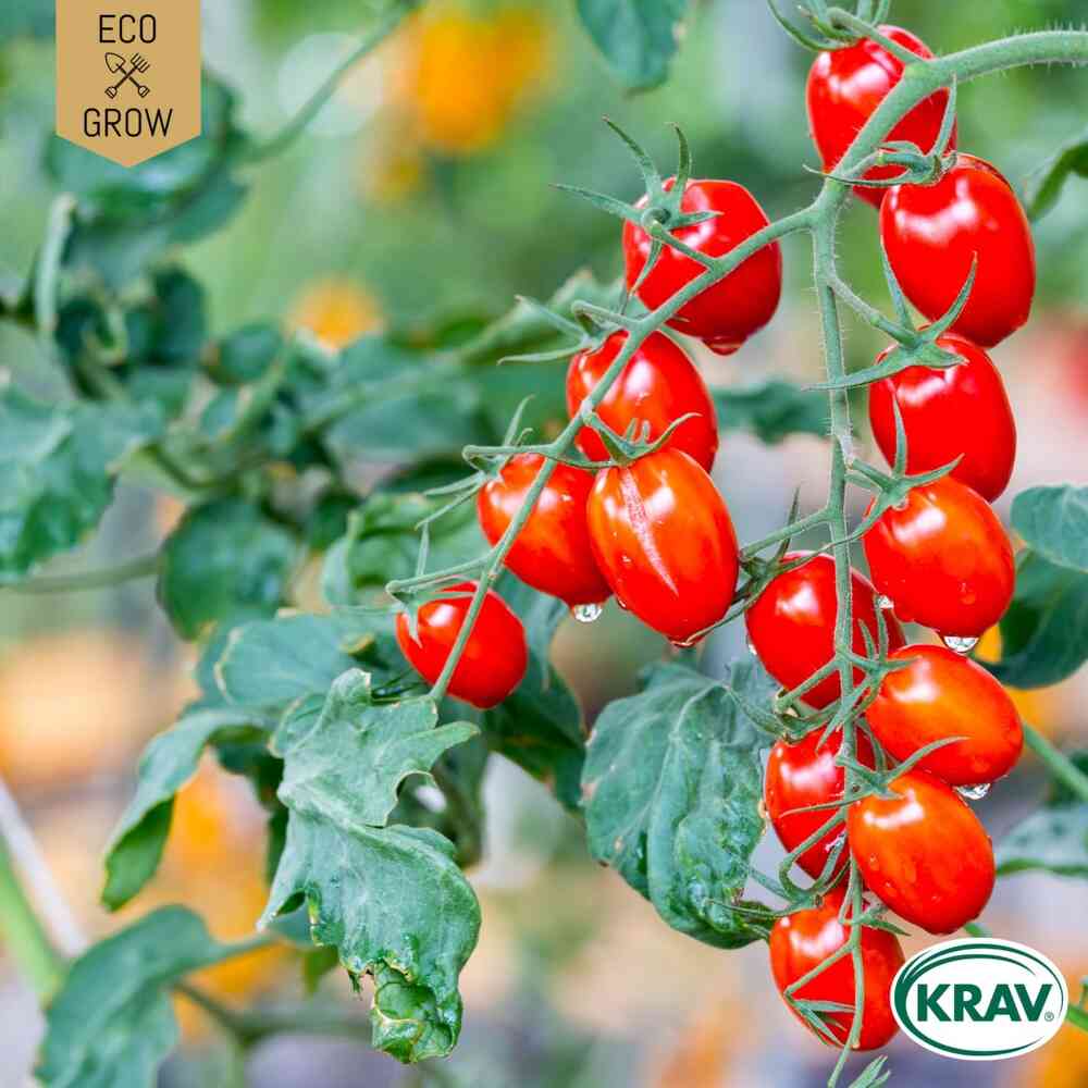 EKO Körsbärstomat 'Red Cherry'