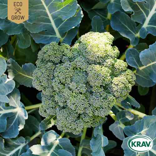 EKO Broccoli 'Calabrese Natalino'