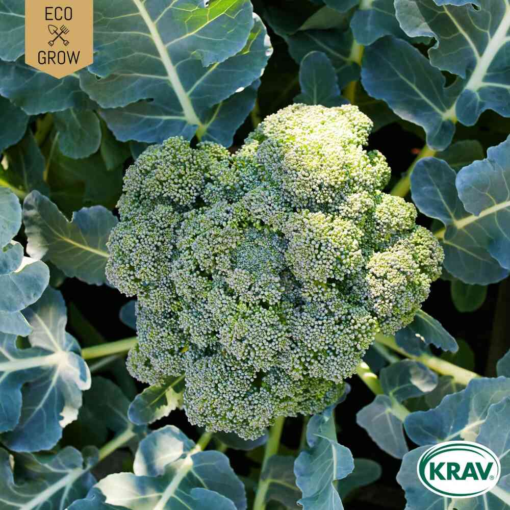 EKO Broccoli 'Calabrese Natalino'
