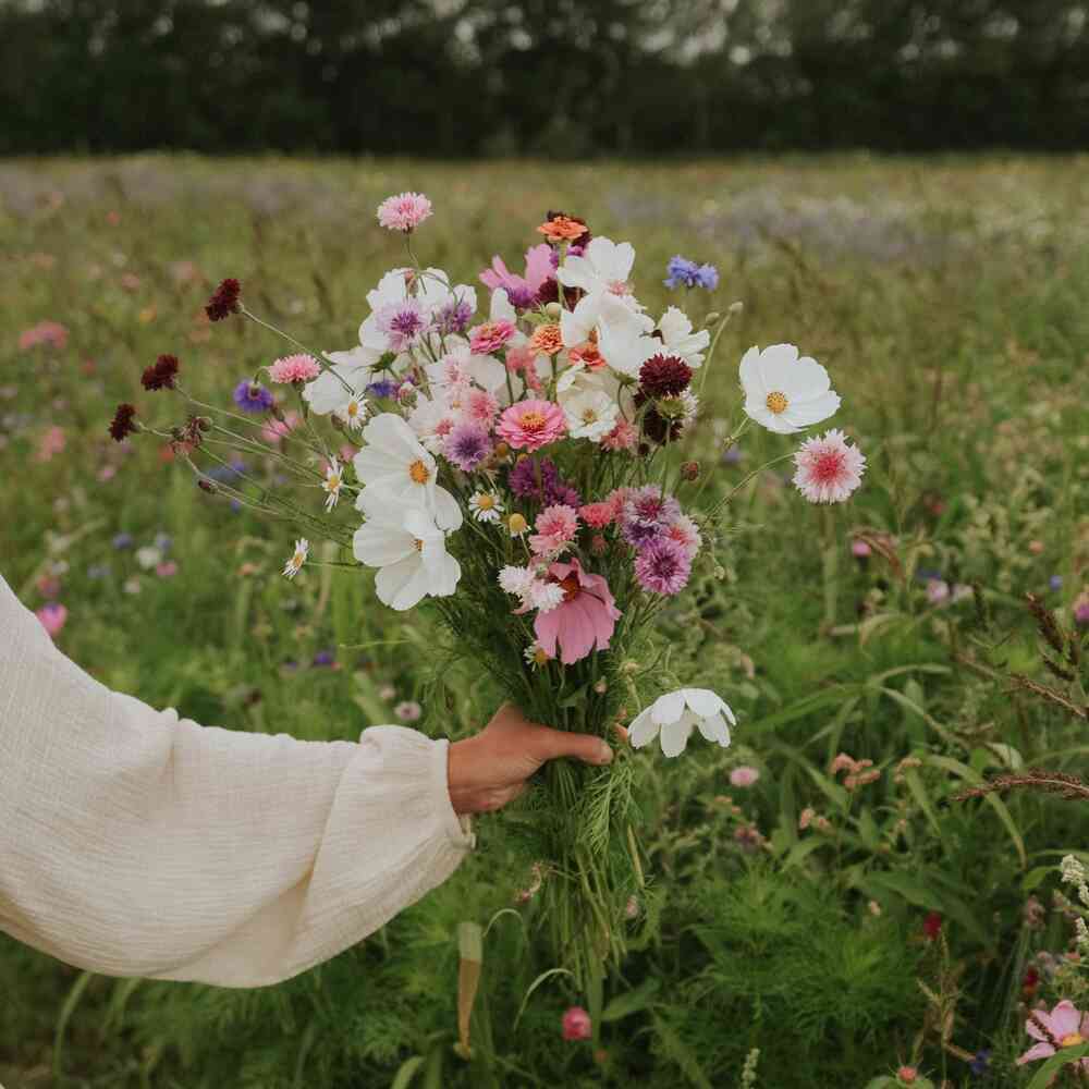 Sommarblomsmix 1,5 m²