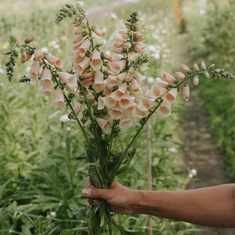 Fingerborgsblomma 'Apricot Delight'