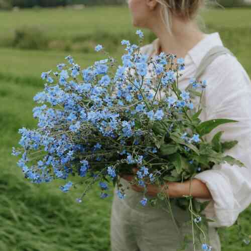 Chinese forgetmenot 'Mystic Blue'