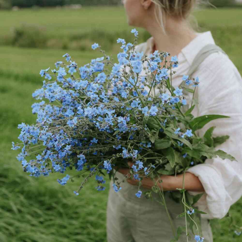 Chinese forgetmenot 'Mystic Blue'
