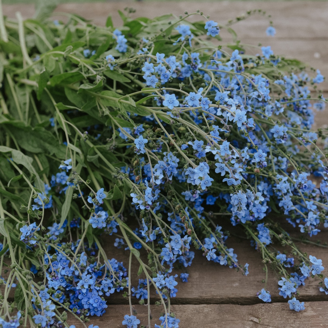 Chinese forgetmenot 'Mystic Blue'