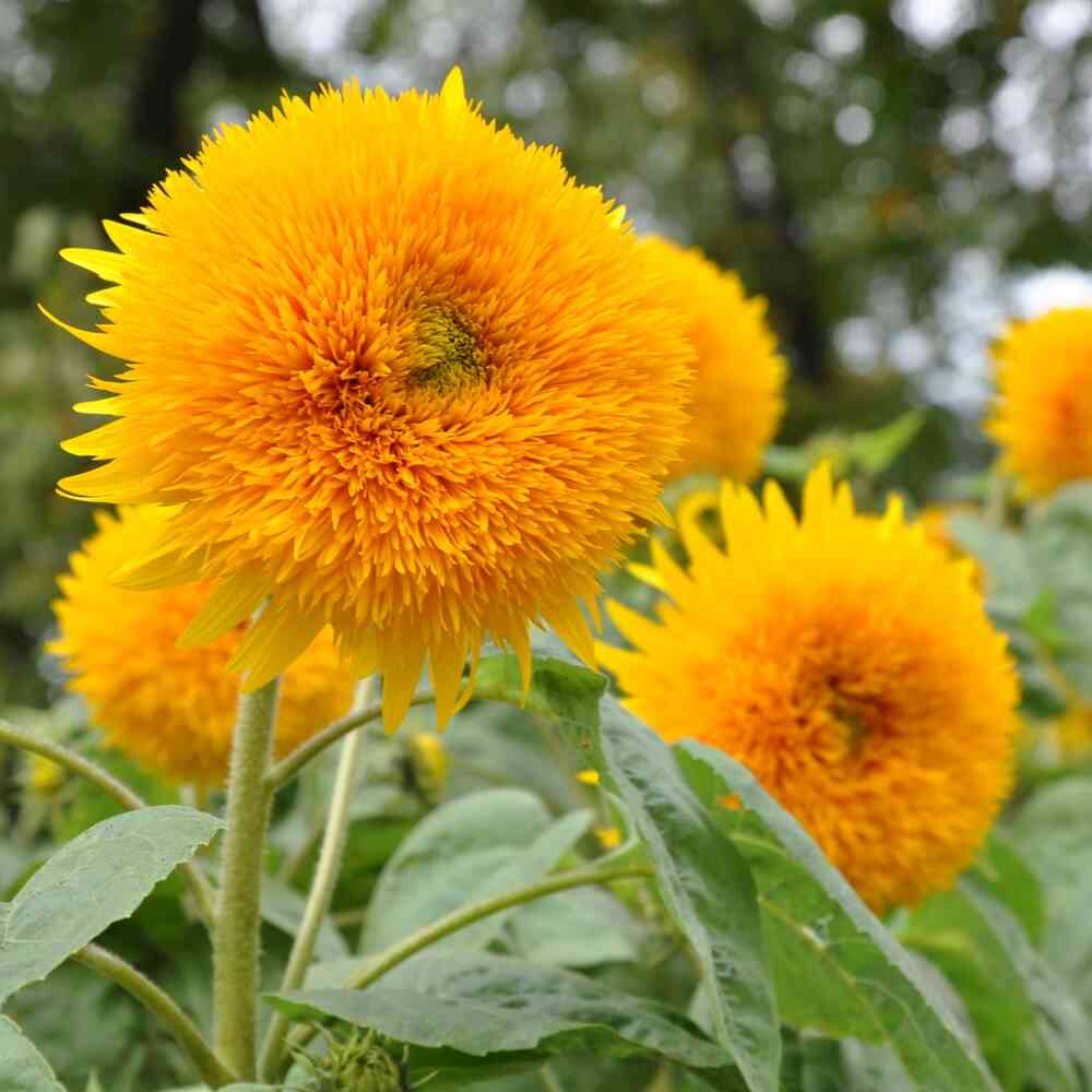 Solros 'Double Sungold'
