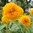 Auringonkukka 'Double Sungold'