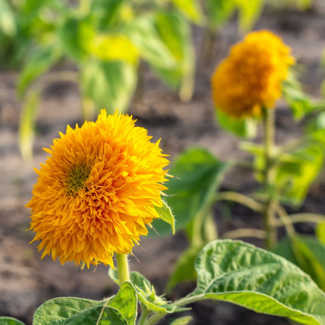 Solros 'Double Sungold'