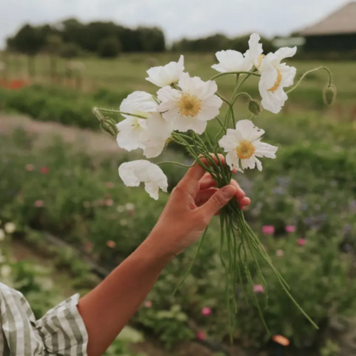 Silkkiunikko 'Bridal Silk'