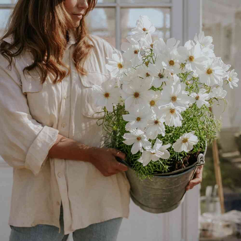Rosenskära 'Purity'