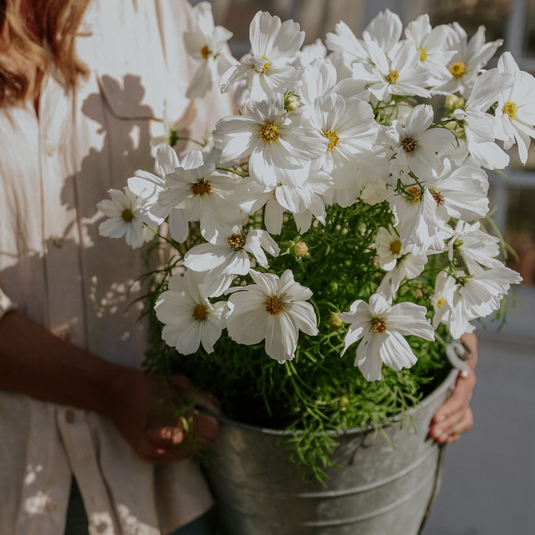 Rosenskära 'Purity'