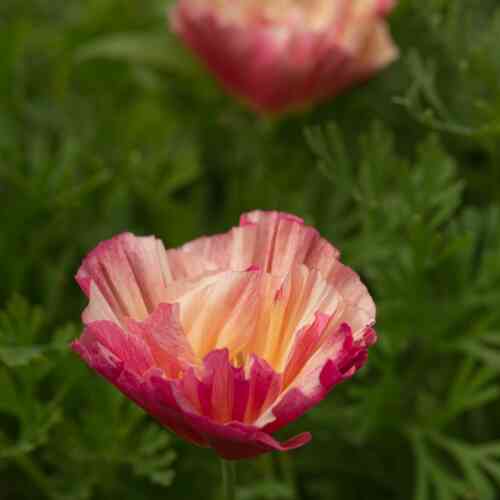 Kaliforniantuliunikko 'Thai Silk Rose Chiffon'