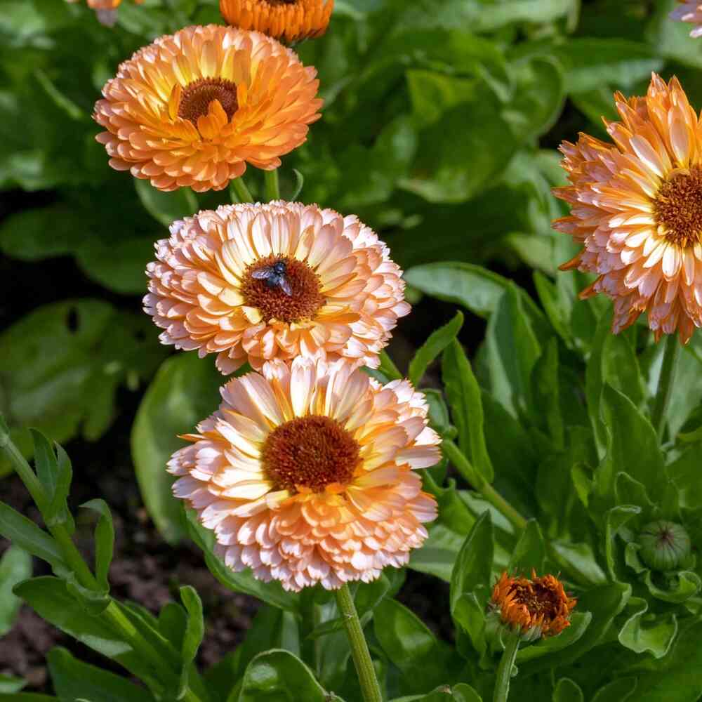 Ringblomma 'Pink Surprise'