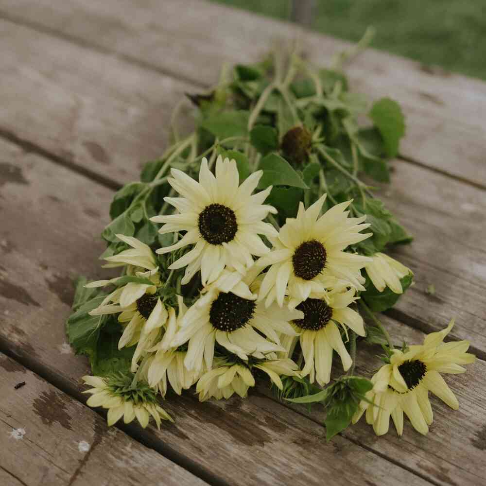 Miniatyrsolros 'Italian White'