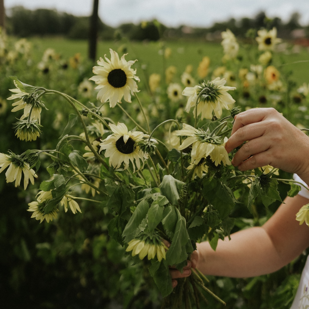 Miniatyrsolros 'Italian White'