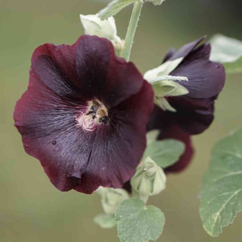 Stockros 'Nigra'