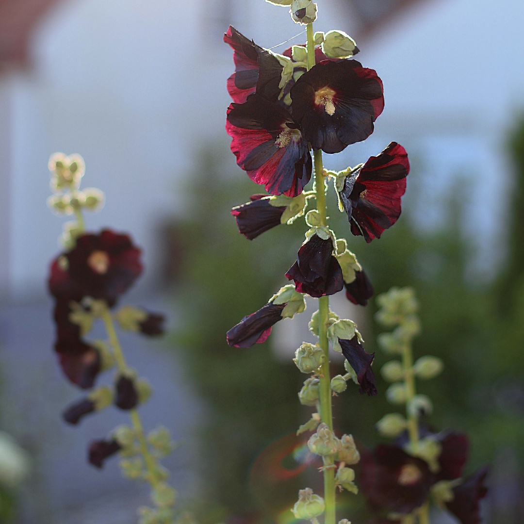 Stockros 'Nigra'