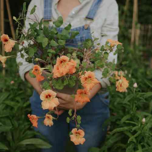 Pikkuköynnöskrassi 'Tip Top Apricot'