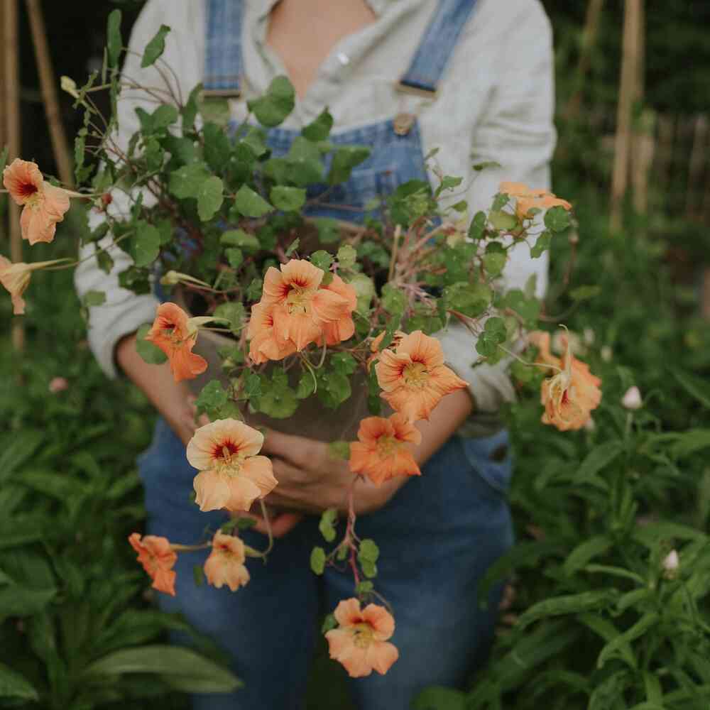Dvärgrasse 'Tip top Apricot'